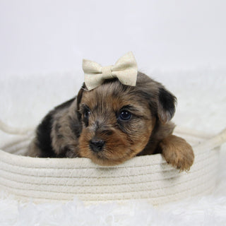 Cabrina - Available 12/10