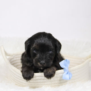 Badar - Available 12/10