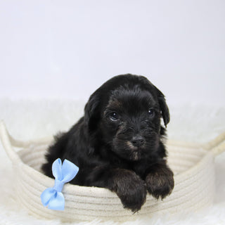 Badar - Available 12/10