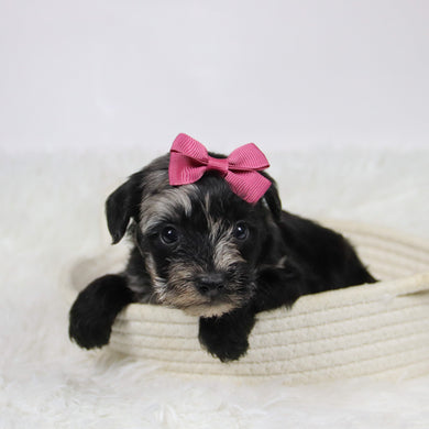 Cacalia - Available 12/10