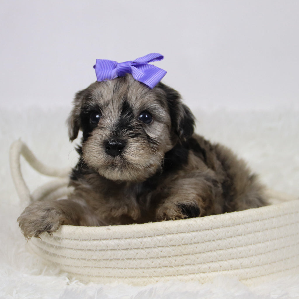 Caca - Available 12/10