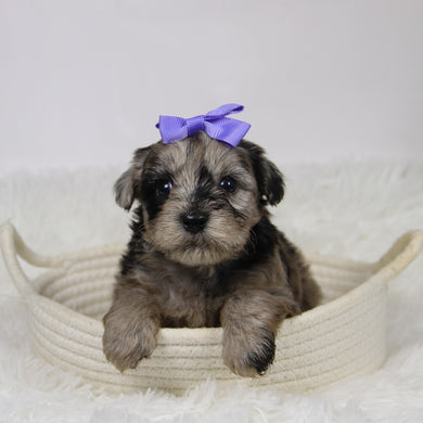 Caca - Available 12/10