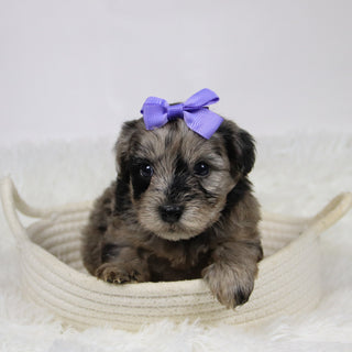 Caca - Available 12/10