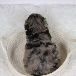 Caca - Available 12/10