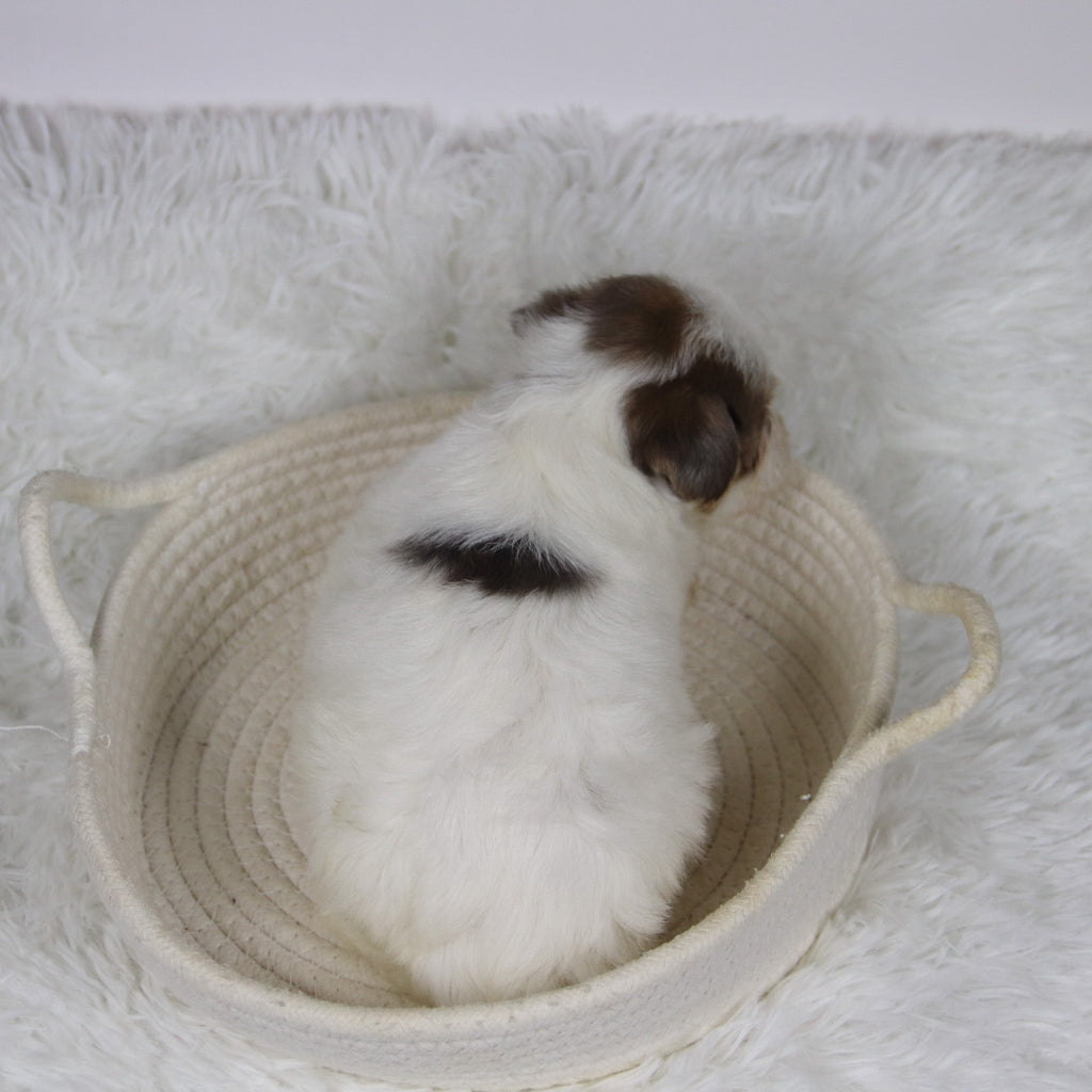 Alon - Available 12/10