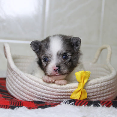 Lincoln - Available 12/31