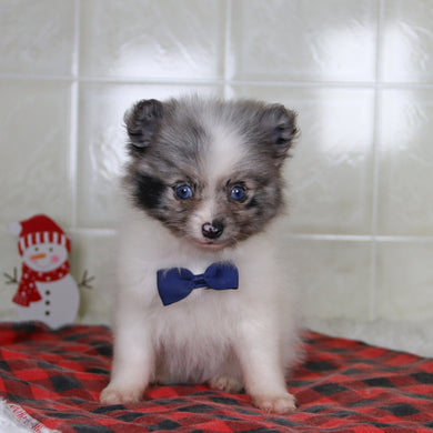 Lincoln - Available 12/31