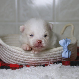 Lyle - Available 12/31