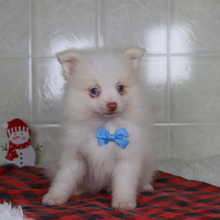 Lyle - Available 12/31