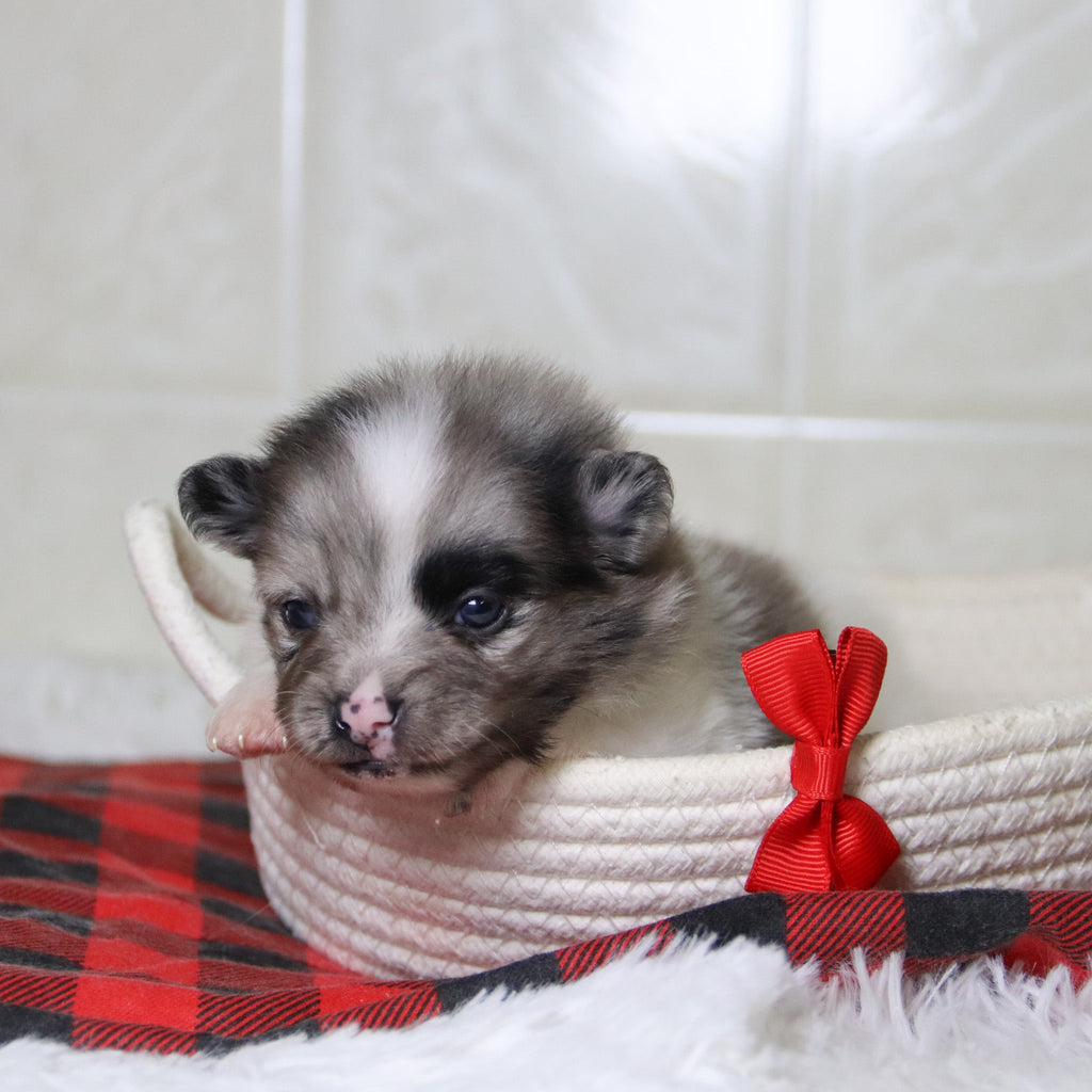 Lenny - Available 12/31