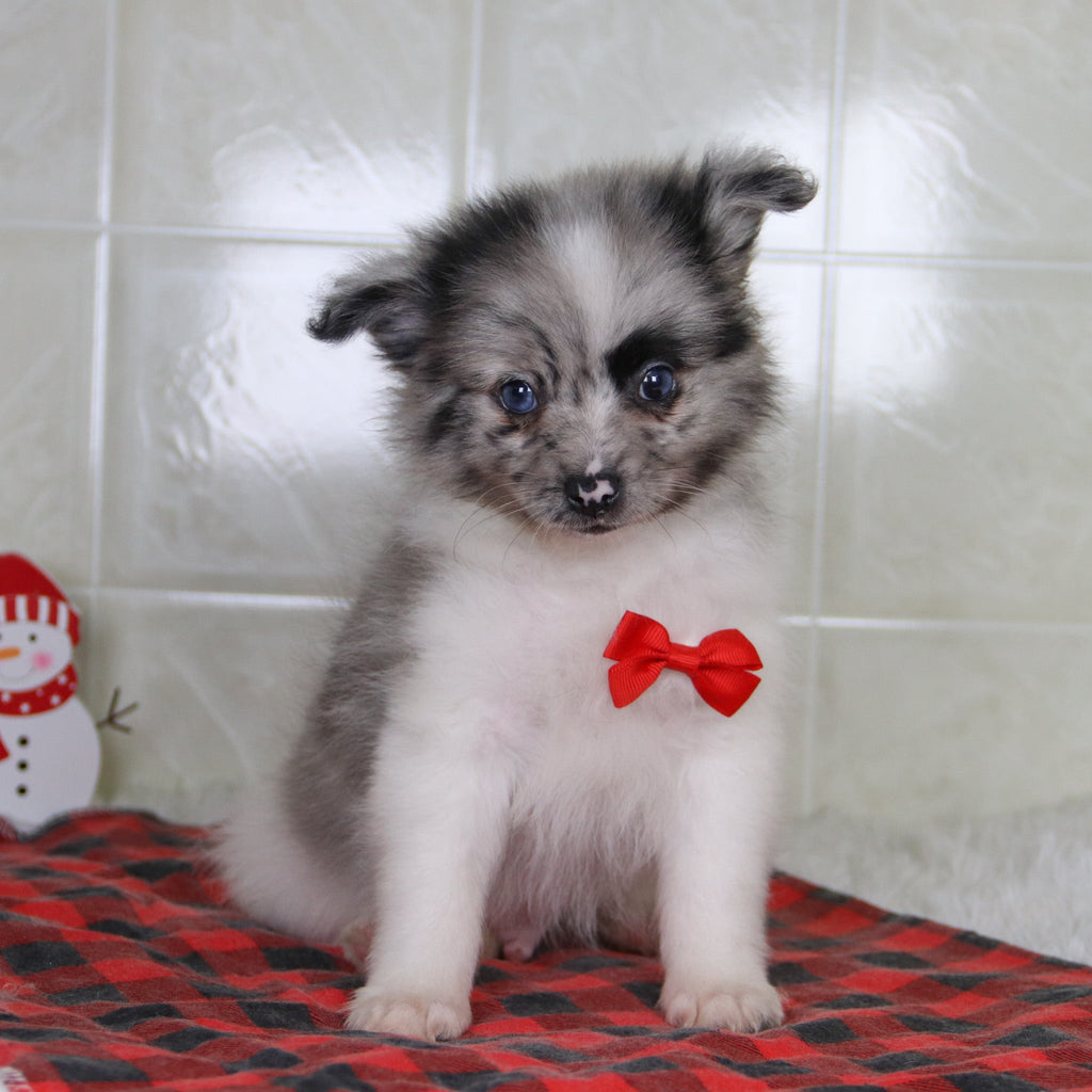 Lenny - Available 12/31