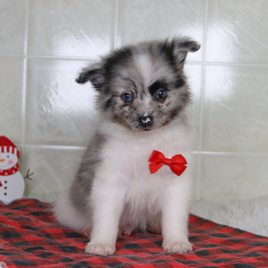 Lenny - Available 12/31