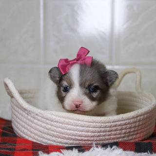 Diana - Available 12/31