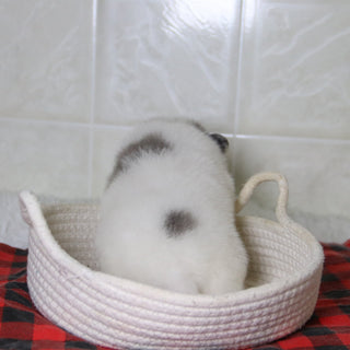 Diana - Available 12/31