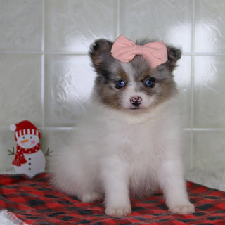 Diana - Available 12/31