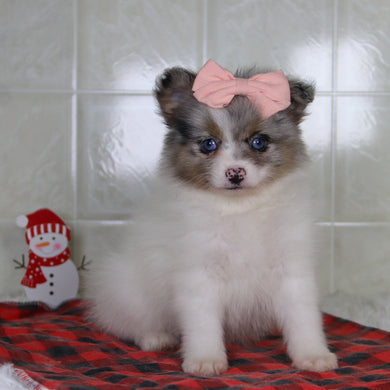 Diana - Available 12/31