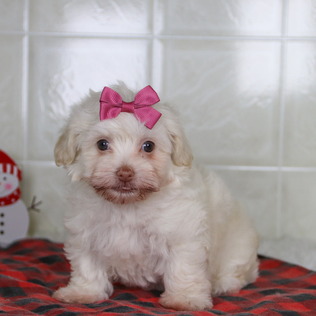 Shelley - Available 12/31