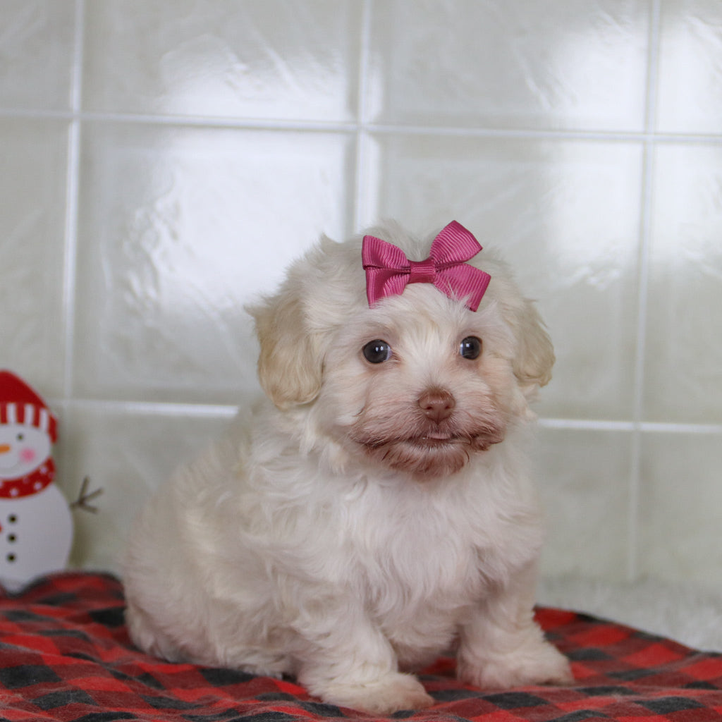 Shelley - Available 12/31