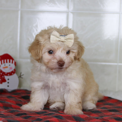 Ornament - Available 12/31