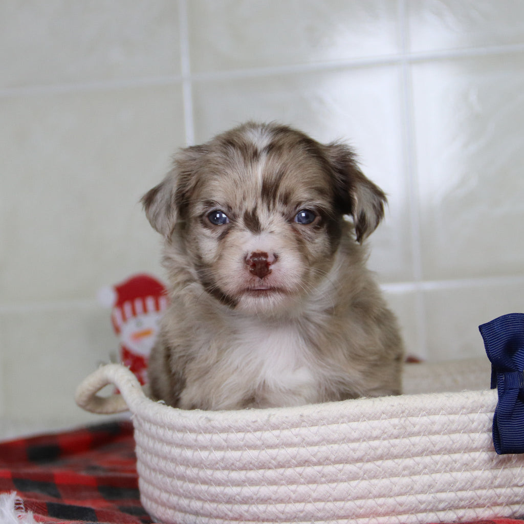 Herbert - Available 1/21