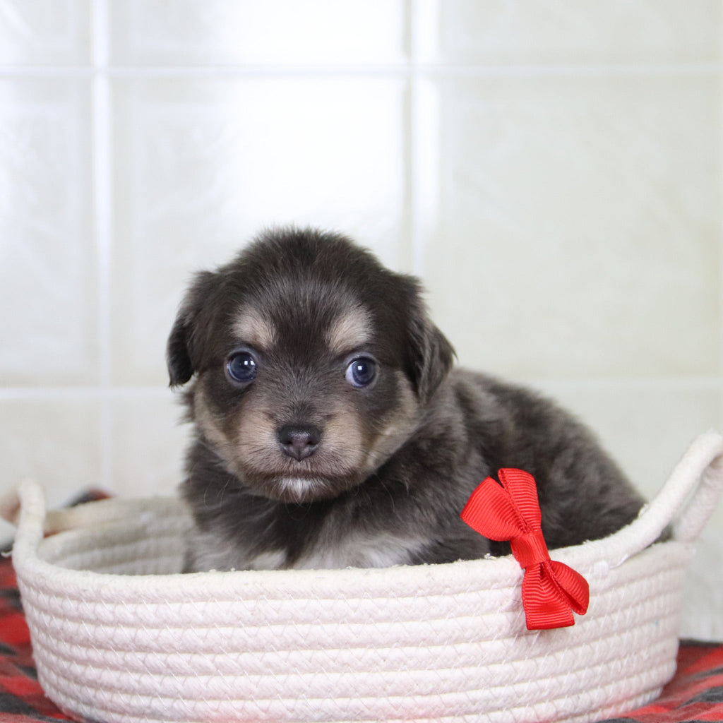 Ricky - Available 1/21