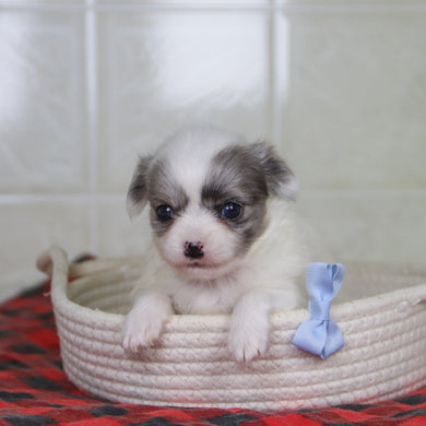 Karl - Available 1/21