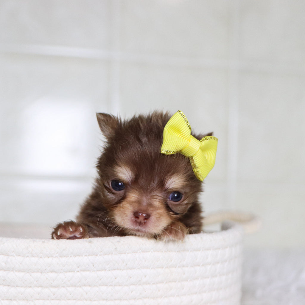 Lana - Available 2/4