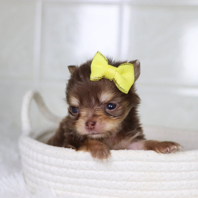 Lana - Available 2/4