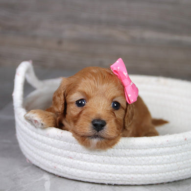 Taffy - Available 6/4