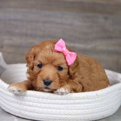 Taffy - Available 6/4