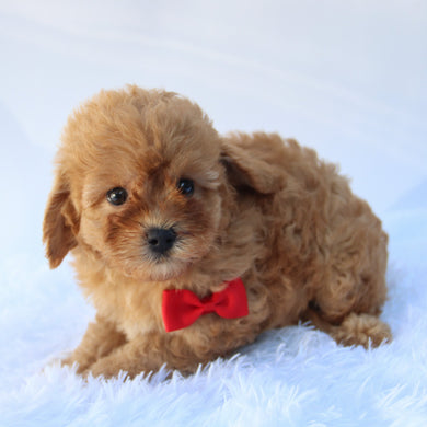 Hans - Available 7/16
