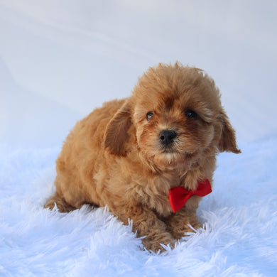 Hans - Available 7/16