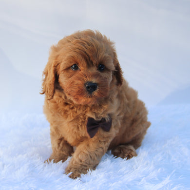 Charles - Available 7/16