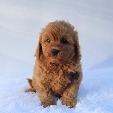 Charles - Available 7/16