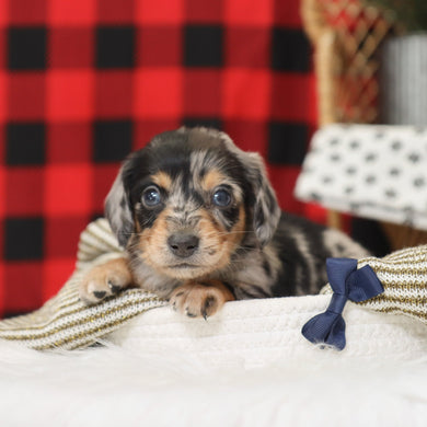 Street - Available 1/14