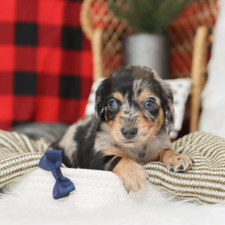 Street - Available 1/14