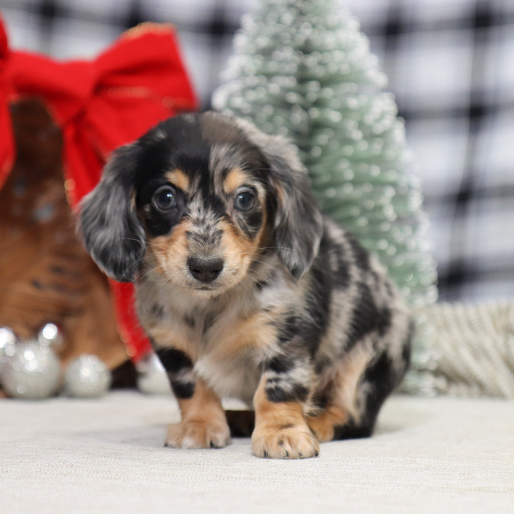 Street - Available 1/15