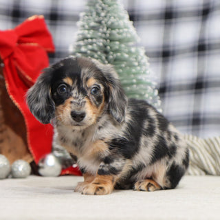 Street - Available 1/15