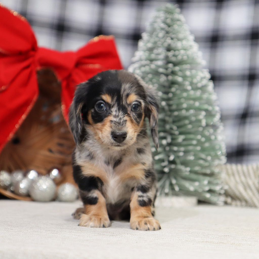 Street - Available 1/15