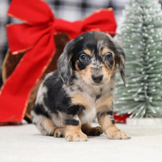 Street - Available 1/15