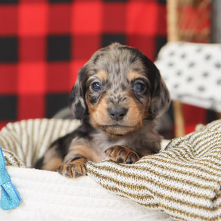 Ron - Available 1/14