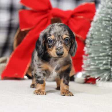 Ron - Available 1/14