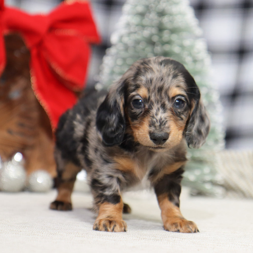 Ron - Available 1/15