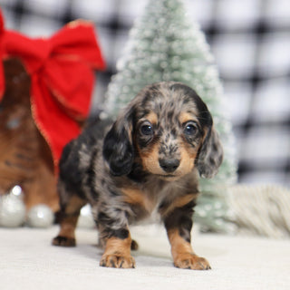 Ron - Available 1/15