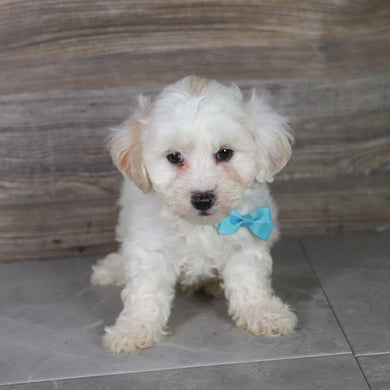 Winston - Available 5/14