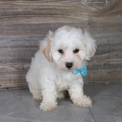 Winston - Available 5/14