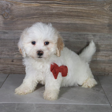 Louie - Available 5/14