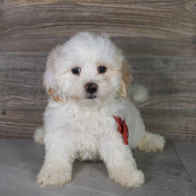 Louie - Available 5/14