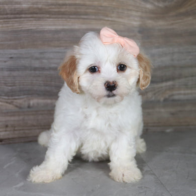 Jill - Available 5/14