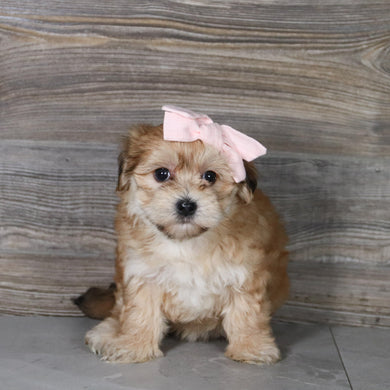Skylar - Available 5/21
